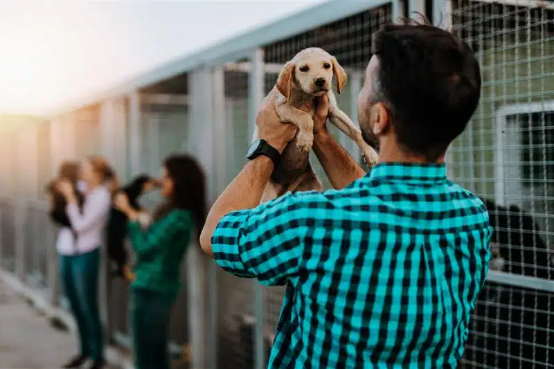 Comprar, Adotar ou “Alugar” um Cão ou Gato?