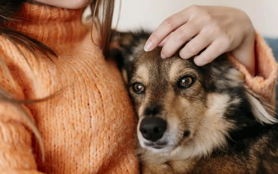 Dia mundial do cão: os Amores de quatro patas